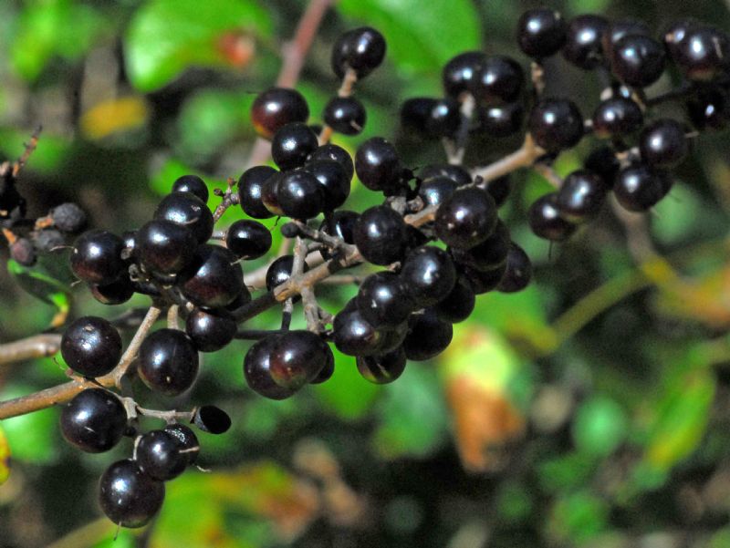 Delle bacche nere: Ligustrum vulgare (Oleaceae)